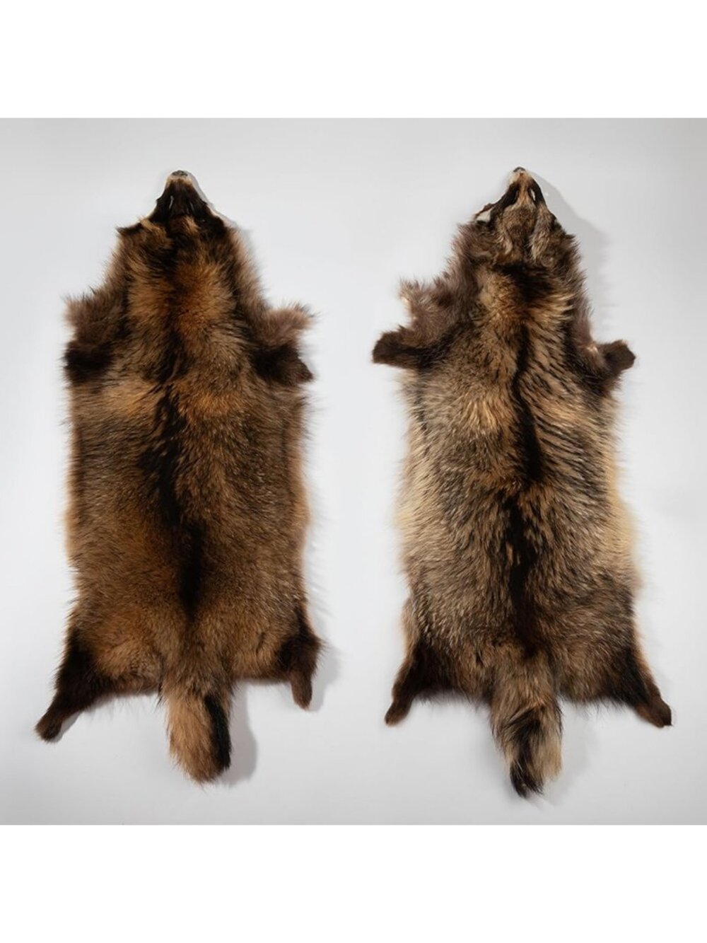 Genuine Natural Tanned Raccoon Fur Pelts - Soft Brown Hides for Crafting & Decor